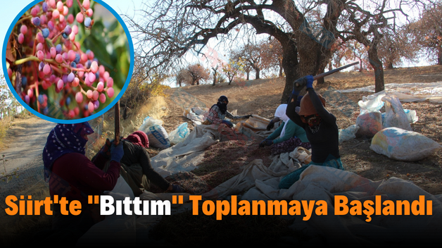 Siirt’te Bıttım Toplanmaya Başlandı