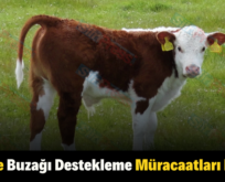 Siirt’te Buzağı Destekleme Müracaatları Başladı