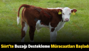 Siirt’te Buzağı Destekleme Müracaatları Başladı