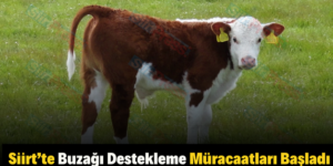 Siirt’te Buzağı Destekleme Müracaatları Başladı