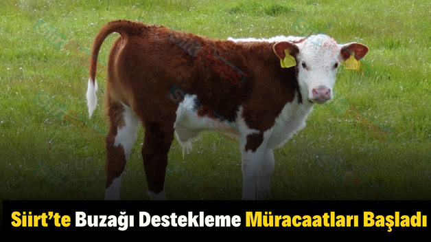 Siirt’te Buzağı Destekleme Müracaatları Başladı