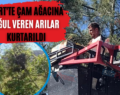 Siirt’te Çam Ağacına Oğul Veren Arılar Kurtarıldı