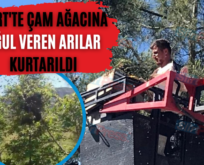 Siirt’te Çam Ağacına Oğul Veren Arılar Kurtarıldı