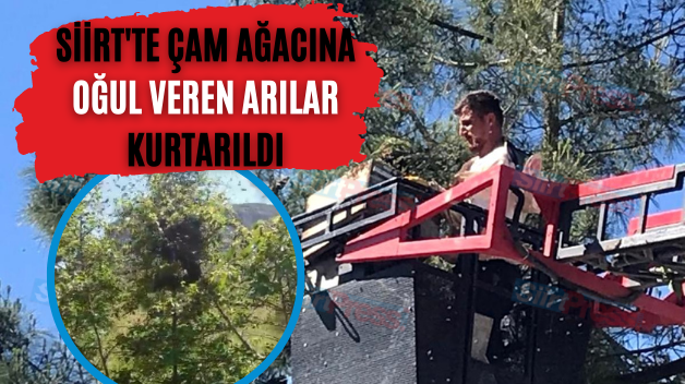 Siirt’te Çam Ağacına Oğul Veren Arılar Kurtarıldı