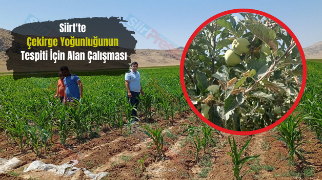 Siirt’te Çekirge Yoğunluğunun Tespiti İçin Alan Çalışması