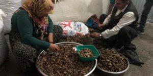 CEVİZ KIRMAK ONLAR İÇİN EN ÖNEMLİ GELİR KAYNAĞI…