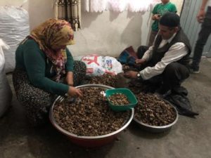 Siirt’in kenar mahallelerinde yaşayan kadınlar, tüccarların getirdiği cevizleri para karşılığı