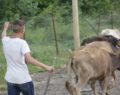 SİİRT’TE ÇOBANLARIN YAYLA YOLCULUKLARI BAŞLADI