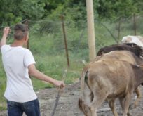 SİİRT’TE ÇOBANLARIN YAYLA YOLCULUKLARI BAŞLADI