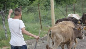 SİİRT’TE ÇOBANLARIN YAYLA YOLCULUKLARI BAŞLADI