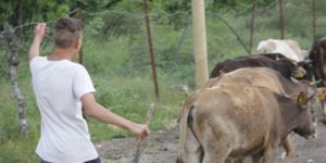 SİİRT’TE ÇOBANLARIN YAYLA YOLCULUKLARI BAŞLADI