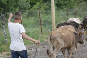 Siirt’te çobanlar, baktıkları büyükbaş hayvanları yaylalara çıkarmaya başladı. Yaklaşık bin