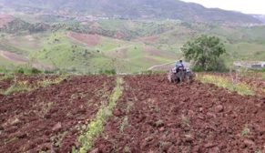 SİİRT’TE DEVLET DESTEK VERDİ, ÇİFTÇİLER BAĞ VE BAHÇELERE İNDİ