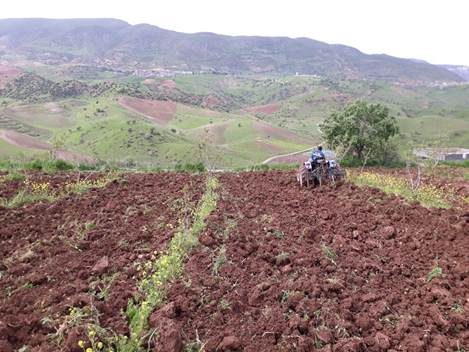Siirt’in kent merkezine bağlı Bayraktepe köyünde havaların ısınması ile birlikte