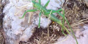 SİİRT’TE ET YİYEN ÇEKİRGE GÖRÜLDÜ