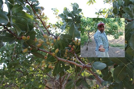 Siirt fıstığının kent merkezinde bazı mevkilerdeki bağ ve bahçelerde kuraklıktan