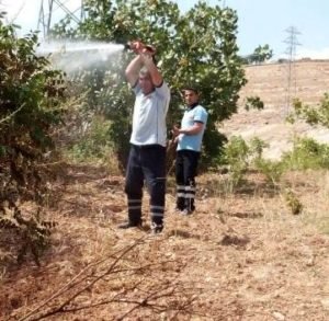 Siirt’in fıstık bahçesinde henüz belirlenemeyen nedenle yangın çıktı. Edinilen bilgiye