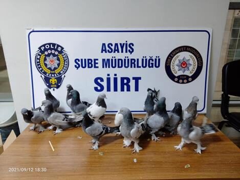 Siirt’te güvercin çaldığı iddiasıyla 1 şüpheli yakalandı. Emniyetten yapılan açıklamada,