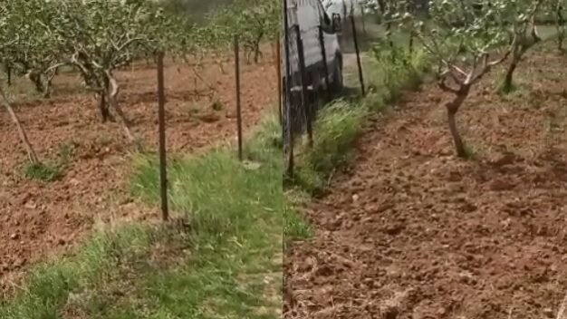 Siirt’te fıstık üreticileri doğal afet, yüksek girdi maliyetleri gibi sorunlarla