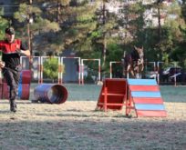 JANDARMA DEDEKTÖR KÖPEKLERİNİN GÖSTERİSİ NEFES KESTİ