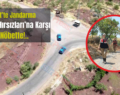 Siirt’te Jandarma ‘Fıstık Hırsızları’na Karşı Nöbette!..