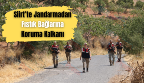 Siirt’te Jandarmadan Fıstık Bağlarına Koruma Kalkanı