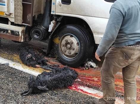Siirt’te kamyonun daldığı sürüdeki 4 hayvan telef olurken, sürücü hafif
