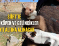 Siirt’te Kedi, Köpek Ve Gelincikler Kayıt Altına Alınacak