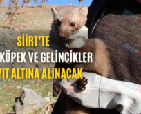 Siirt’te Kedi, Köpek Ve Gelincikler Kayıt Altına Alınacak