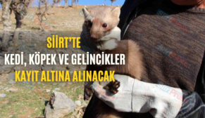 Siirt’te Kedi, Köpek Ve Gelincikler Kayıt Altına Alınacak