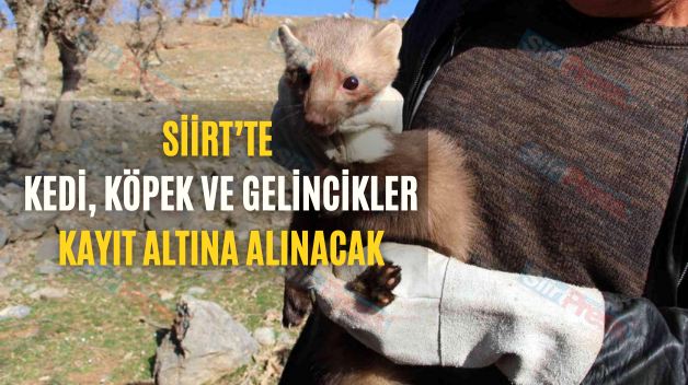 Siirt’te Kedi, Köpek Ve Gelincikler Kayıt Altına Alınacak