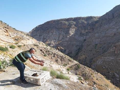 Siirt’te yaban hayatını geliştirmek için doğaya bin 60 sülün bırakıldı.