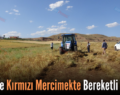 Siirt’te Kırmızı Mercimekte Bereketli Hasat