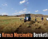 Siirt’te Kırmızı Mercimekte Bereketli Hasat