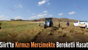 Siirt’te Kırmızı Mercimekte Bereketli Hasat