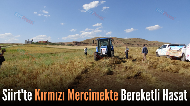 Siirt’te Kırmızı Mercimekte Bereketli Hasat