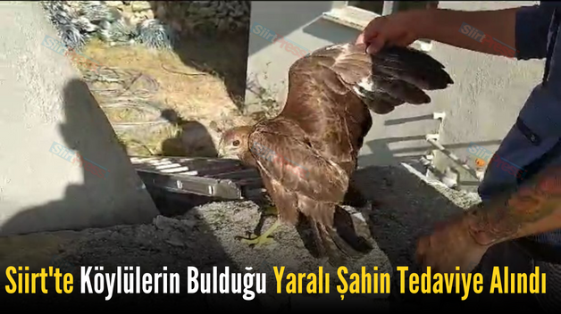 Siirt’te Köylülerin Bulduğu Yaralı Şahin Tedaviye Alındı