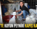 SİİRT’TE KOYUN PEYNİRİ KAPIŞ KAPIŞ!..