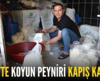 SİİRT’TE KOYUN PEYNİRİ KAPIŞ KAPIŞ!..