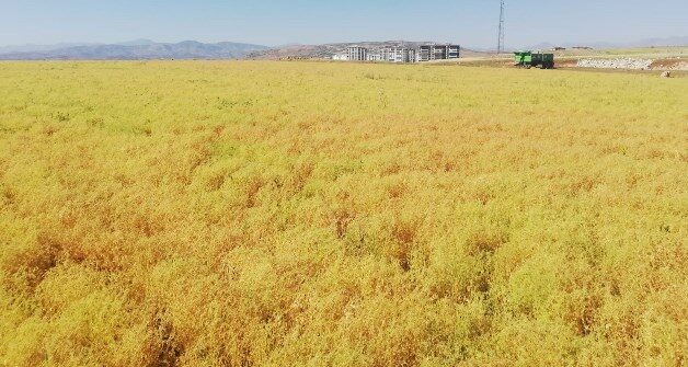 Siirt’te çiftçiler bu yıl yetersiz yağış ve kuraklığın yaşanması sonucu