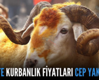 SİİRT’TE KURBANLIK FİYATLARI CEP YAKIYOR!..