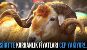 SİİRT’TE KURBANLIK FİYATLARI CEP YAKIYOR!..