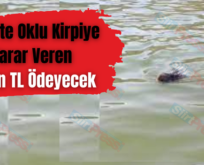 Siirt’te Oklu Kirpiye Zarar Veren 5 Bin TL Ödeyecek