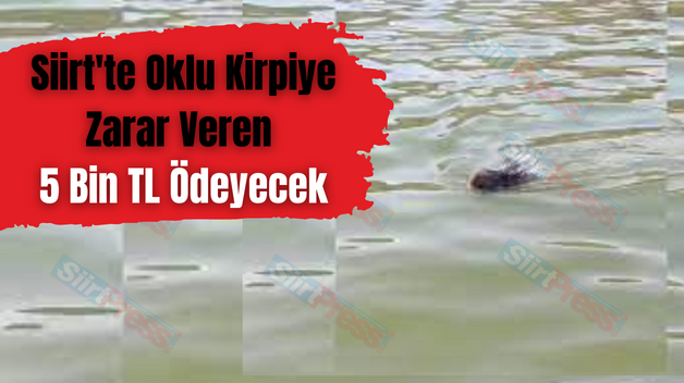 Siirt’te Oklu Kirpiye Zarar Veren 5 Bin TL Ödeyecek