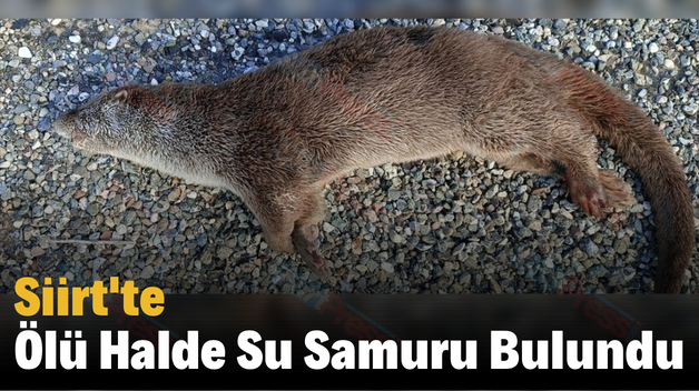 Siirt’te Ölü Halde Su Samuru Bulundu