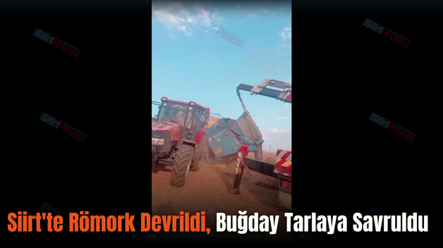 Siirt’te Römork Devrildi, Buğday Tarlaya Savruldu