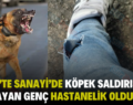 SİİRT’TE SANAYİ’DE KÖPEK SALDIRISINA UĞRAYAN GENÇ HASTANELİK OLDU