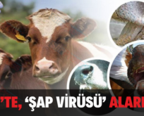 SİİRT’TE, ‘ŞAP VİRÜSÜ’ ALARMI’!..