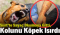 Siirt’te Sayaç Okumaya Gitti, Kolunu Köpek Isırdı