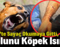 Siirt’te Sayaç Okumaya Gitti, Kolunu Köpek Isırdı